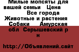 Милые мопсяты для вашей семьи › Цена ­ 20 000 - Все города Животные и растения » Собаки   . Амурская обл.,Серышевский р-н